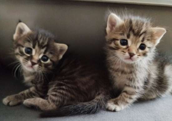 Котятам скоро месяц. Продам по 70