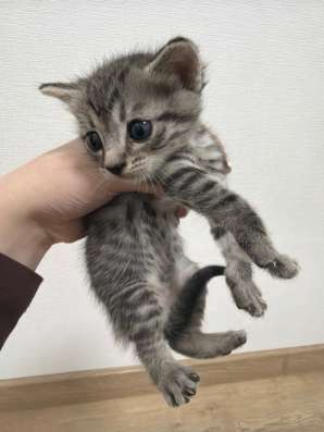 котята