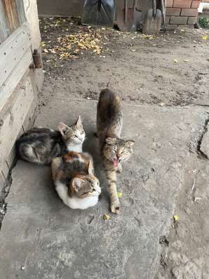 Отдам котят бесплатно СРОЧНО в Россоши