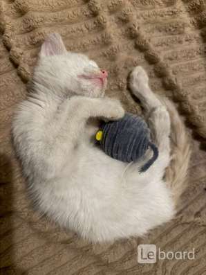 Отдам котёнка в Чите фото 3