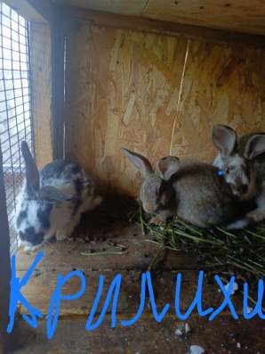 Кролики в Боброве