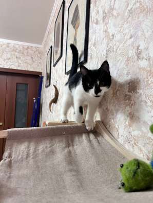 Здравствуйте! отдам кошку в добрые руки