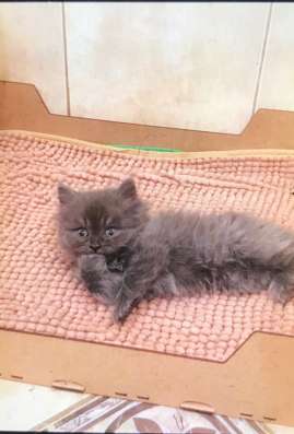 Котенок шотландский