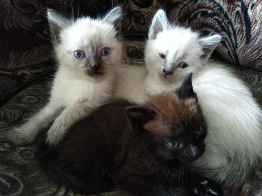 Отдам котят в добрые руки