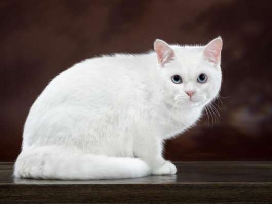 Шотландские котята фото 4