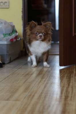 Chihuahua Boy