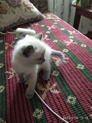 Сиамские котята