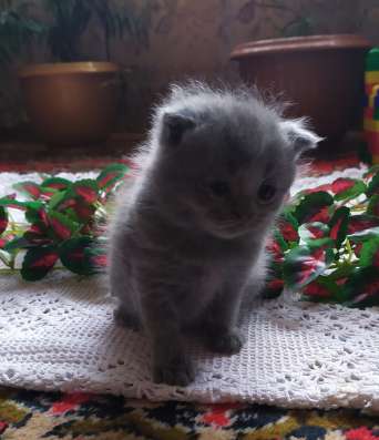 ШОТЛАНДСКИЕ КОТЯТА фото 7