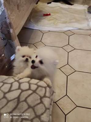 Pomeranian Zwergspiz фото 3