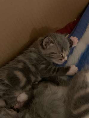 Отдам котенка