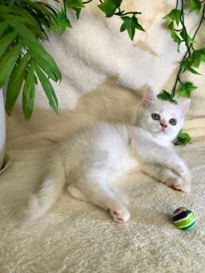 Клубный шотландский котёнок в Ставрополе фото 7