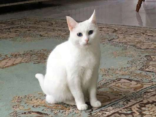 Кошечка Белоснежка ищет дом и доброе сердце