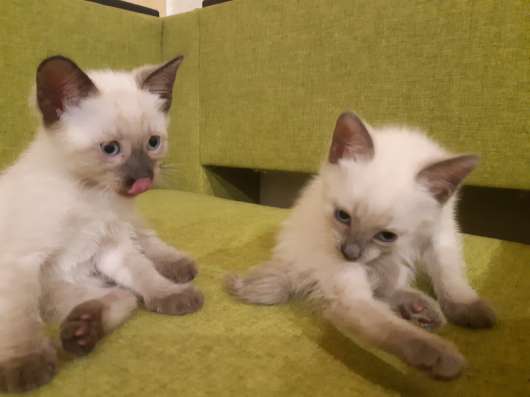 Сиамские котята в Сыктывкаре фото 3