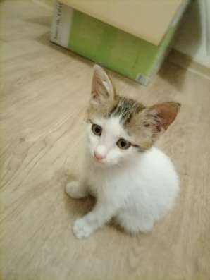Котенок ещет дом!