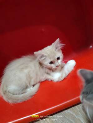 Котята в хорошие руки фото 11