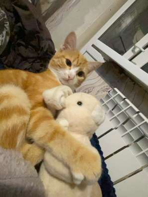 Отдам котика в добрые руки
