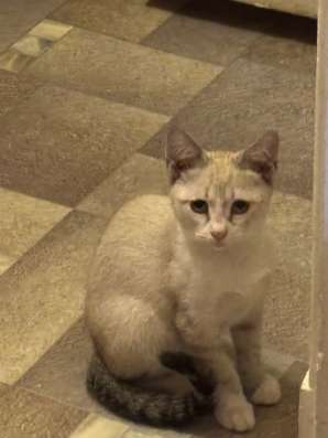 Котенок в добрые руки в Уфе фото 3