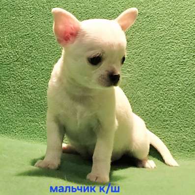 Великолепный мальчик чихуахуа