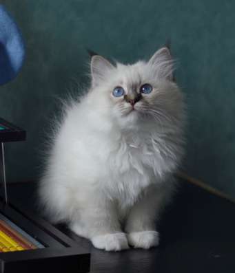 Котята Священная Бирма в Москве
