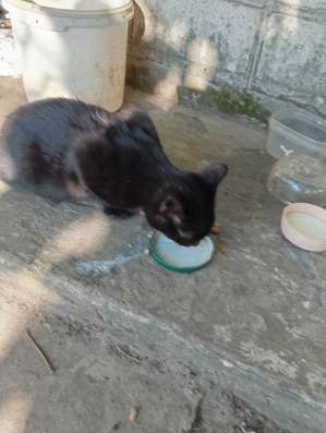 Котенок в дар фото 5