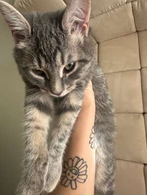 Ласковый котенок в Румянцево