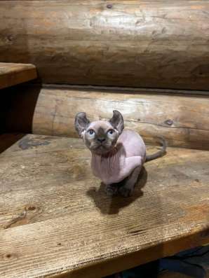 Котята сфинкс эльф в Санкт-Петербурге