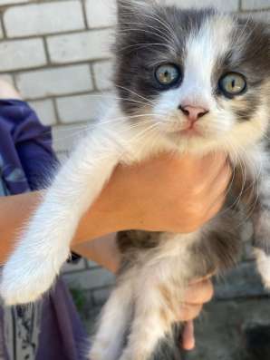 Отдам даром котенка девочка