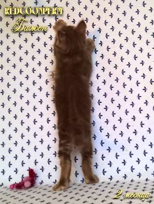 Котёнок менй кун красный солид. Шоу класс в Перми фото 19