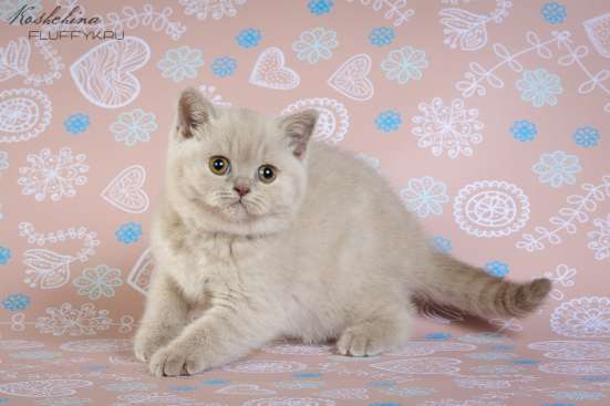 Британский котенок(кошечка)