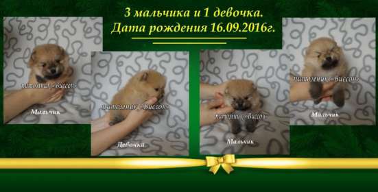 Щенки шпица от импортного кобеля