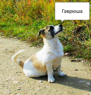 Мелкие собачки бесплатно в Воскресенске фото 3
