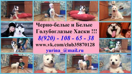 Щеночки Хаски. черно-белые. голубоглазые в Нерехте