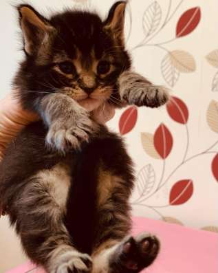Lovely Maine Coon babies фото 8