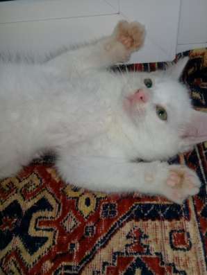 Котенок Марсель в дар фото 4