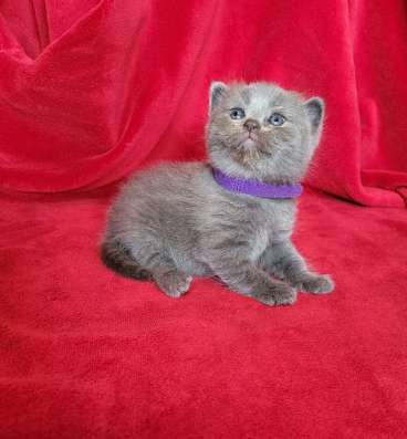 Британские коротаошерстные котята фото 7