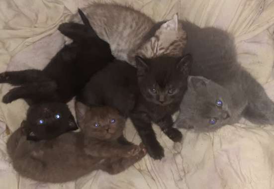 Шотландские котята в Ачинске