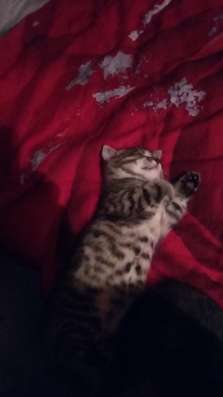 Котята в подарок в Калининграде фото 3