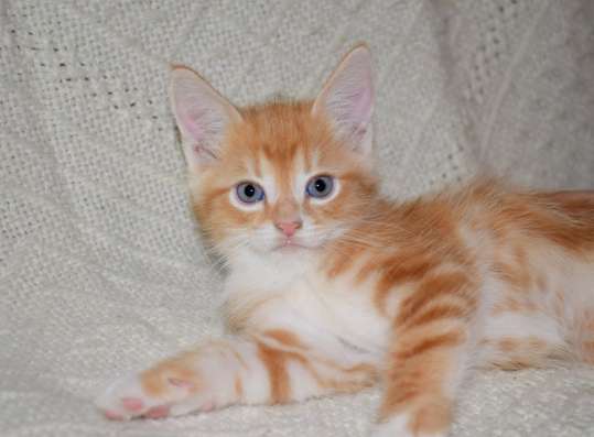 Красивейшие котята в дар! фото 8