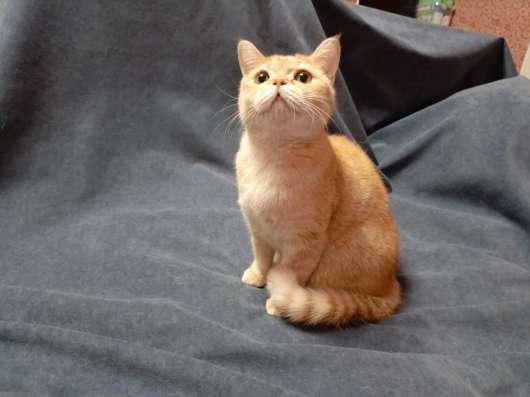 Котёнок британский и шотландский в Москве
