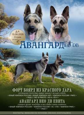Щенки немецкой овчарки девочки в Находке
