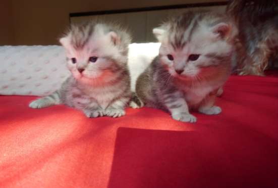 Котята, Манчкины в Волгограде