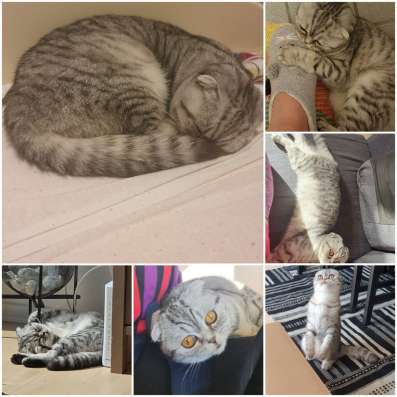 Скотиш страйт