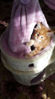 Котята Мейн кун в Волгограде фото 4