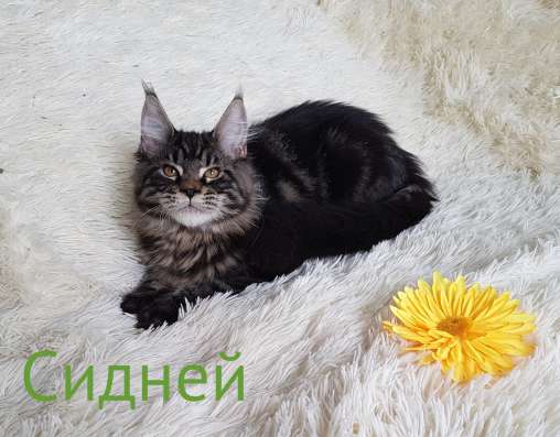Мейн-Кун Котенок Лесного окраса