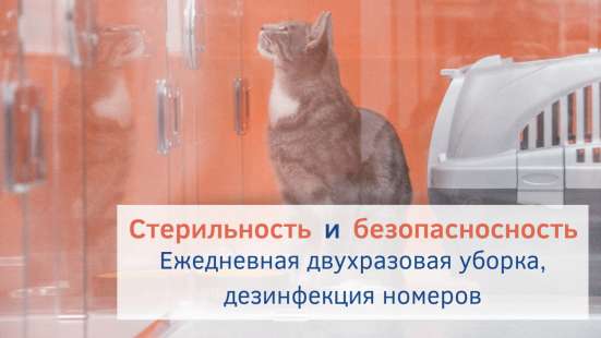 Зоогостиница BookingCat Люберцы/Жулебино в Люберцы фото 32