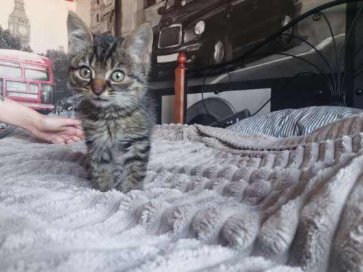 Отдам котенка бесплатно в Калининграде