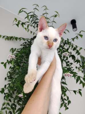 Котенок Меконгский Бобтейл