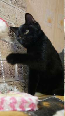 Котята (3 мес) в добрые руки в Жуковском фото 4