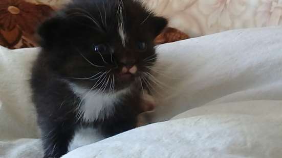 Отдам котят в добрые руки в Котласе