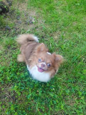 Chihuahua Boy